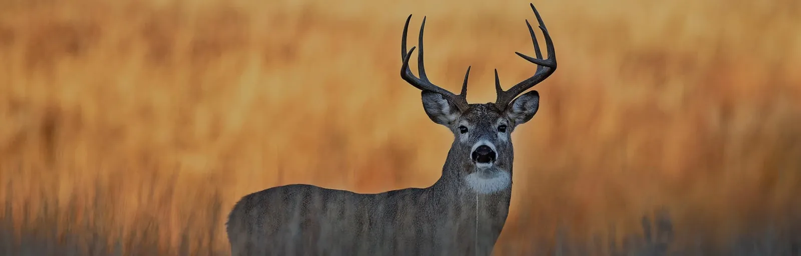A whitetail buck standing in a golden field